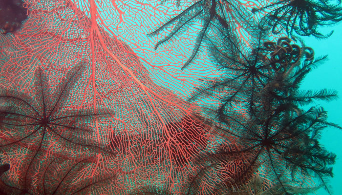 Sea Fans and Crinoids